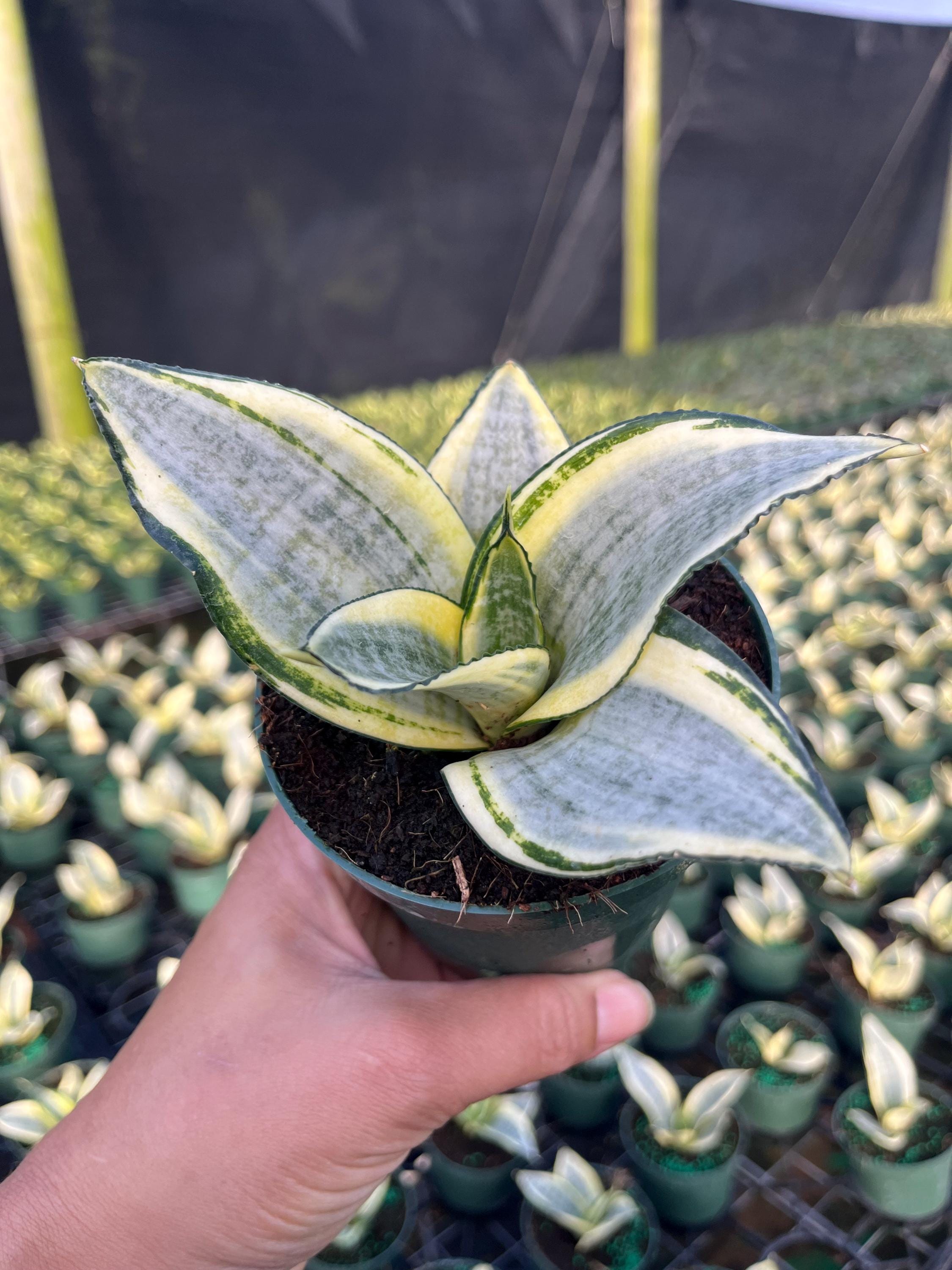 Sansevieria Golden Hahnii: Compact Snake Plant, Yellow Variegation