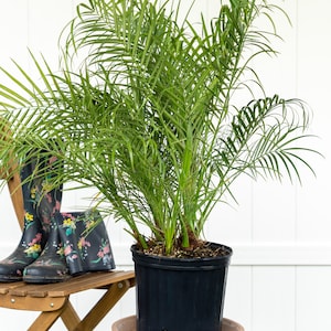 May include: A set of three ceramic vases in varying heights. The vases are white with a textured, ribbed design. The tallest vase is approximately 10 inches tall, the medium vase is 8 inches, and the smallest is 6 inches.
