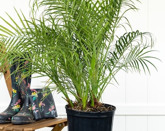 birds nest sansevieria Bird's Nest Snake plant, Green Striped Snakeplant, Sansevieria trifasc   Florida House Plants