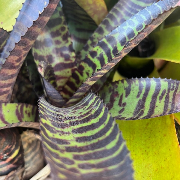 Bromeliad, zebra  Bromeliad/ 1 Live Plant- Billbergia, Vriesea