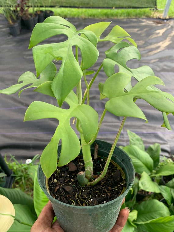 Live Rhaphidophora Tetrasperma (Monstera Minima) 6" Pot / Minimalist Pot by Succulents Box