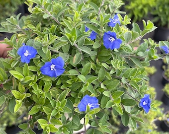 Blue My Mind Dwarf Morning Glory: Full Live Plant (6in Pot)