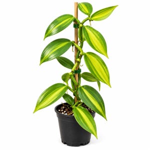 May include: A variegated vanilla orchid plant with glossy, lance-shaped leaves featuring green centers and yellow margins. The vine is trained to grow vertically up a central bamboo stake, secured with small green clips, and potted in a black plastic pot.
