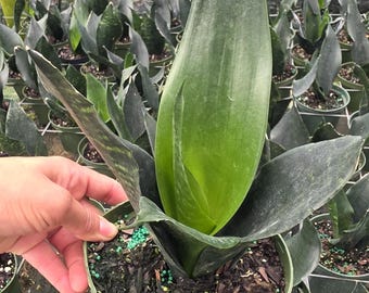 snake tree plant Sanservieria Laurentii "Snake Plant"