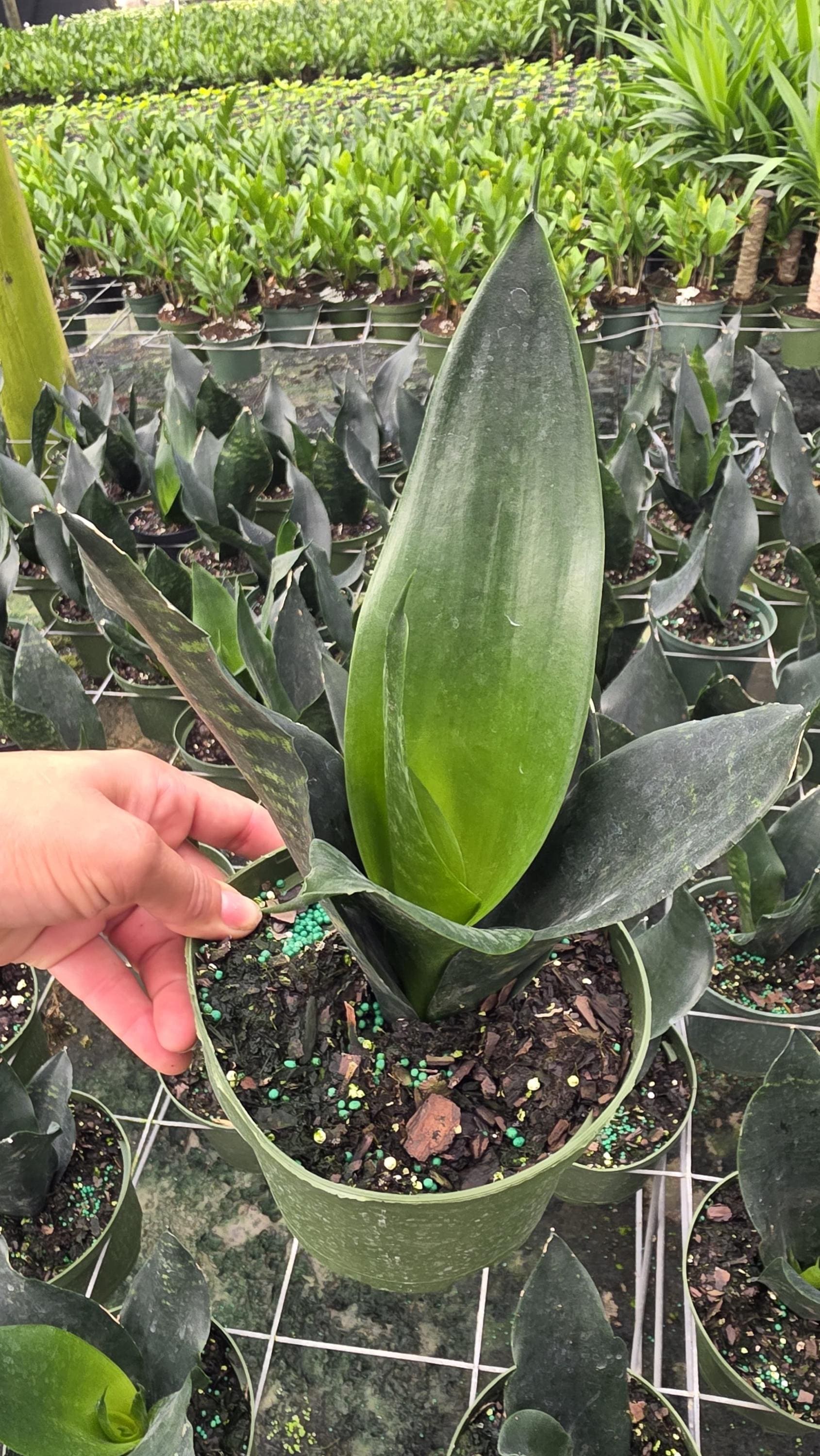 Black Dragon Sansevieria | Rare Snake Plant | Dark Foliage Indoor Plant |  Low Light Houseplant - Etsy
