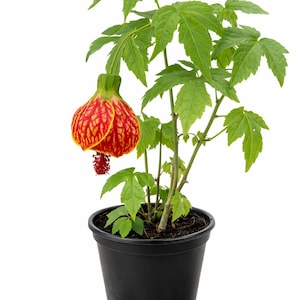 May include: A potted flowering plant with a vibrant red and yellow patterned flower. The plant has green leaves and stems, and is contained in a black plastic pot. The flower is bell-shaped and hangs downwards. The background is plain white.