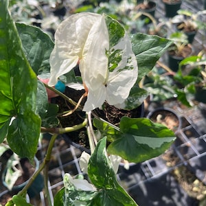 Syngonium Albo Variegated – Seltene Pfeilspitze | Lebende Pflanze in 10 cm Topf | Bunte Syngonium Zimmerpflanze