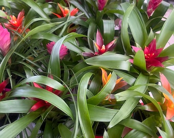Neoregelia 'grove's Red Tiger' Small Pup — Glossy Red Banded