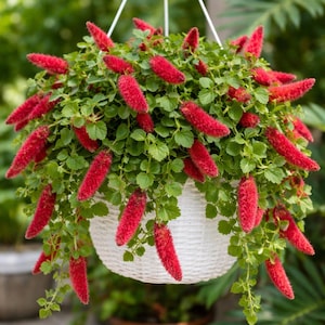 May include: A hanging basket overflowing with green foliage and vibrant red, bottlebrush-like flowers. The white woven basket is suspended by a white rope, creating a striking contrast against the green background.