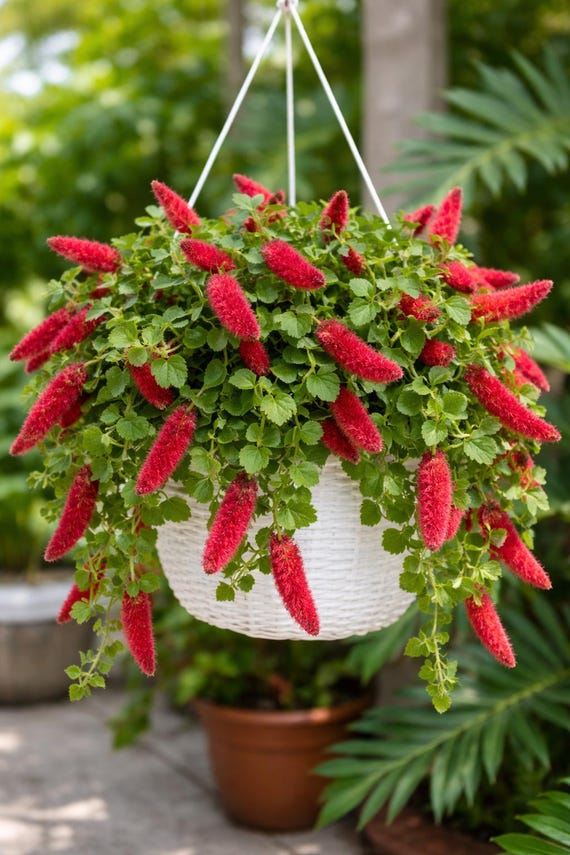 Dwarf Chenille Plant  Acalypha Pendula 'strawberry Firetails'  Trailing  Fuzzy Red Blooms  Live Houseplant in 6 Hanging Basket - Etsy