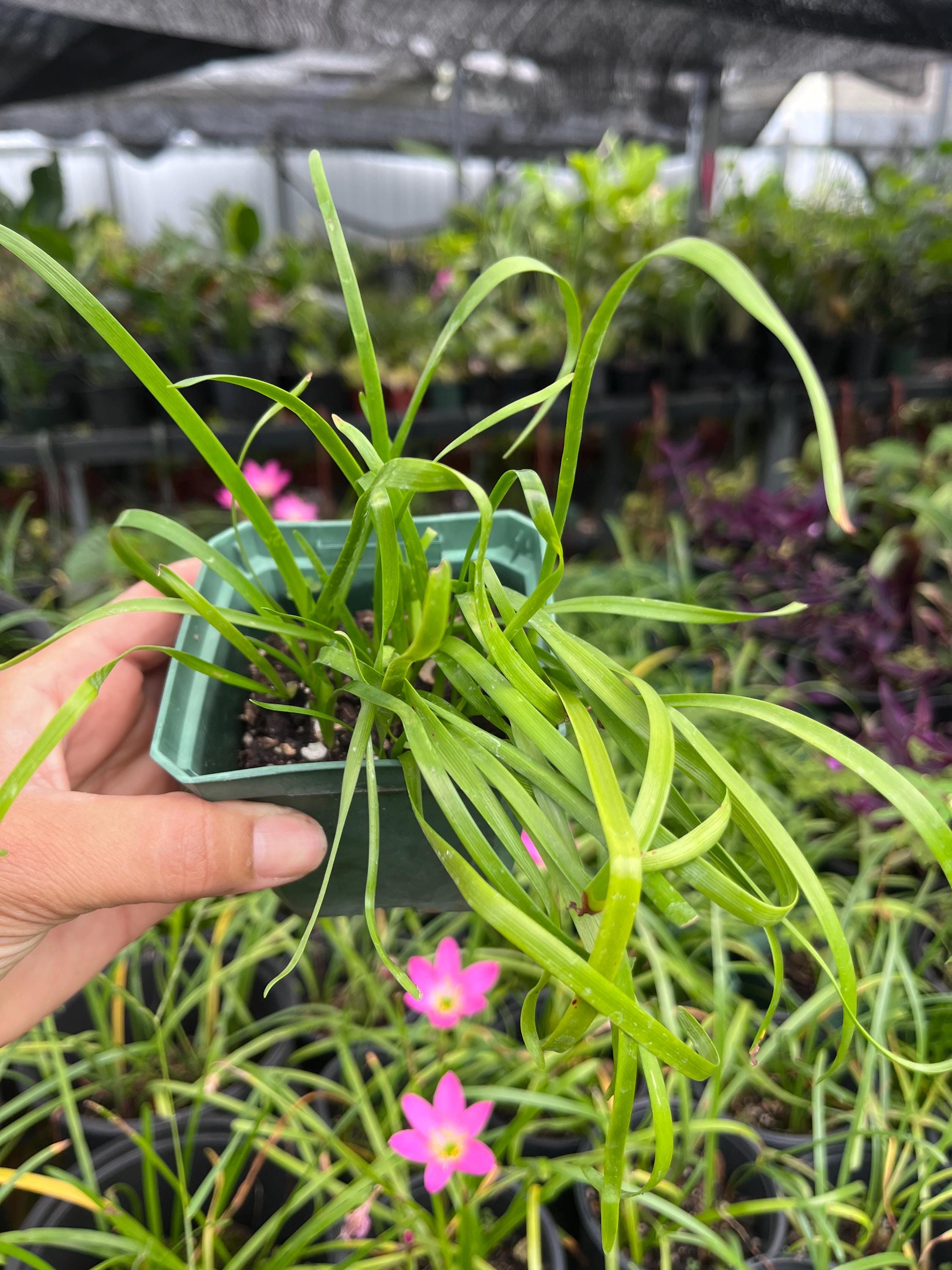 10 Bulbs Rainlily White, Zephyr Lily, Fairy Lily, and Rain Flower