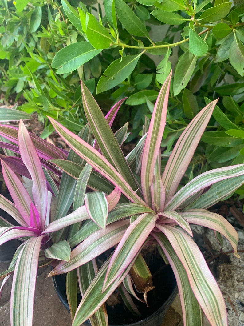 Dwarf Oyster Plant Variegated FULL PLANT Tradescantia spathacea tricolor Rhoeo 'Tricolor', tradescantia, Moses in the cradle,plant 6in pot image 5