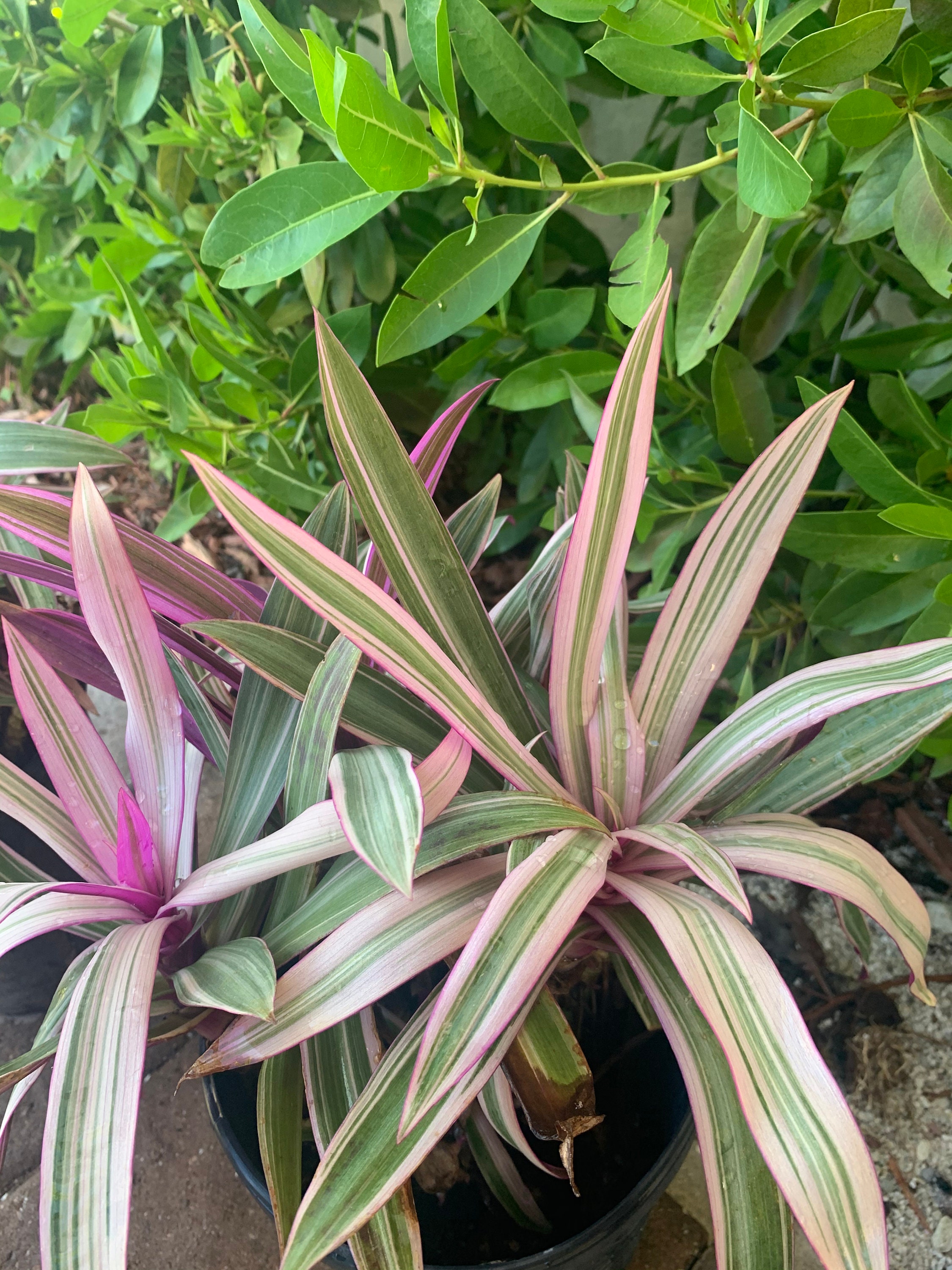 Variegated Dwarf Oyster Plant - Tradescantia Spathacea Tricolor
