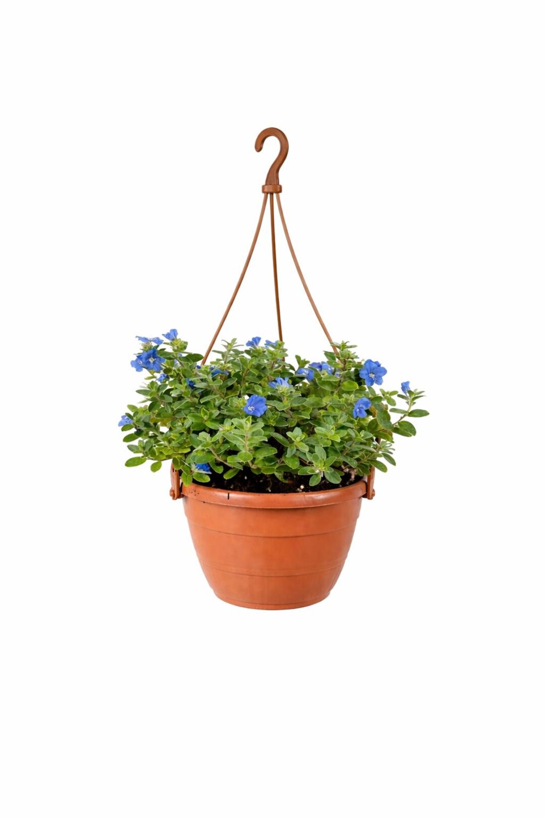 plants that grow in shade indoors Buy Top 5 Shade Tolerant Indoor Plants for Home online from Nurserylive at  lowest price