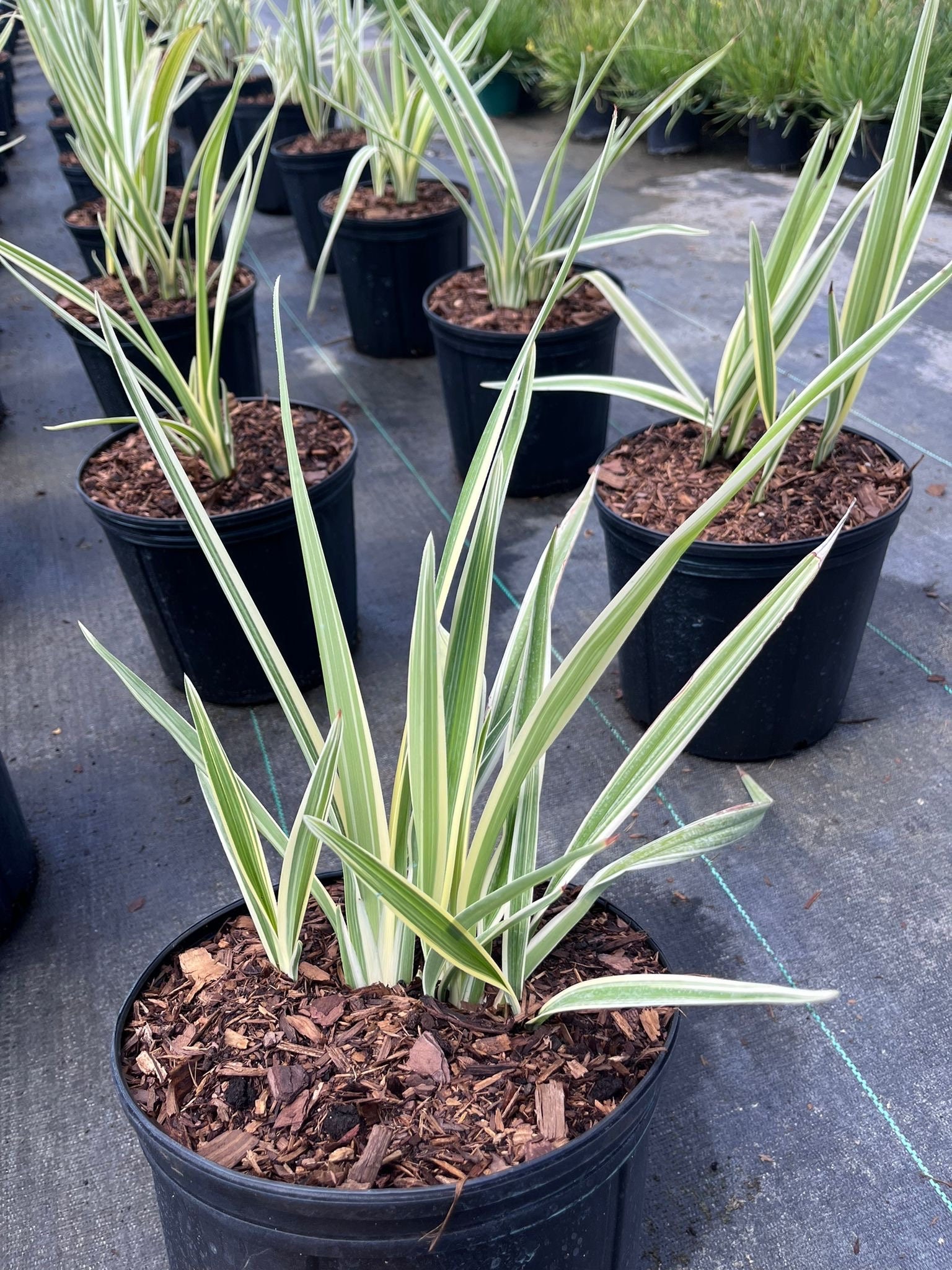 Variegated Tasmanian Flax Lily: Easy Care Evergreen Perennial - Etsy