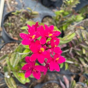 May include: Close-up of vibrant pink orchid flowers with yellow centers. The flowers are in full bloom, showcasing their delicate petals. The image is set against a backdrop of green foliage and dark pots, suggesting a garden or nursery setting.