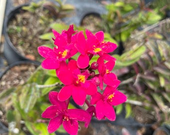 Rare Pink Epidendrum Orchid - Fire Star Joseff Leii Radicans