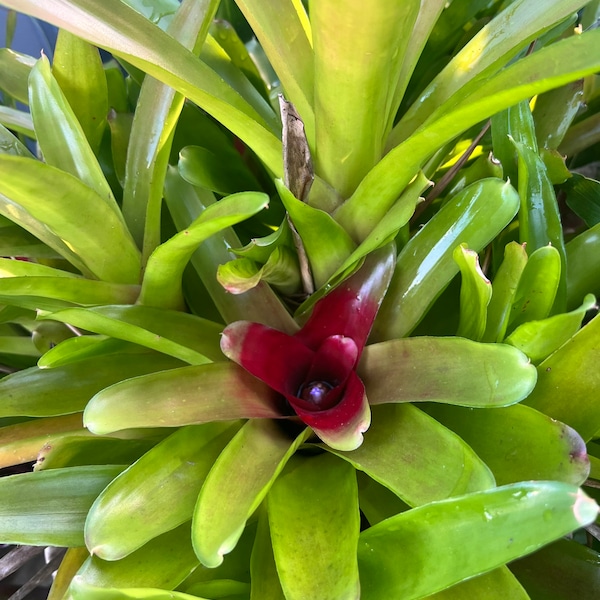 Bromeliad, Red Center  Bromeliad/ 1 Live Plant- Billbergia, Vriesea