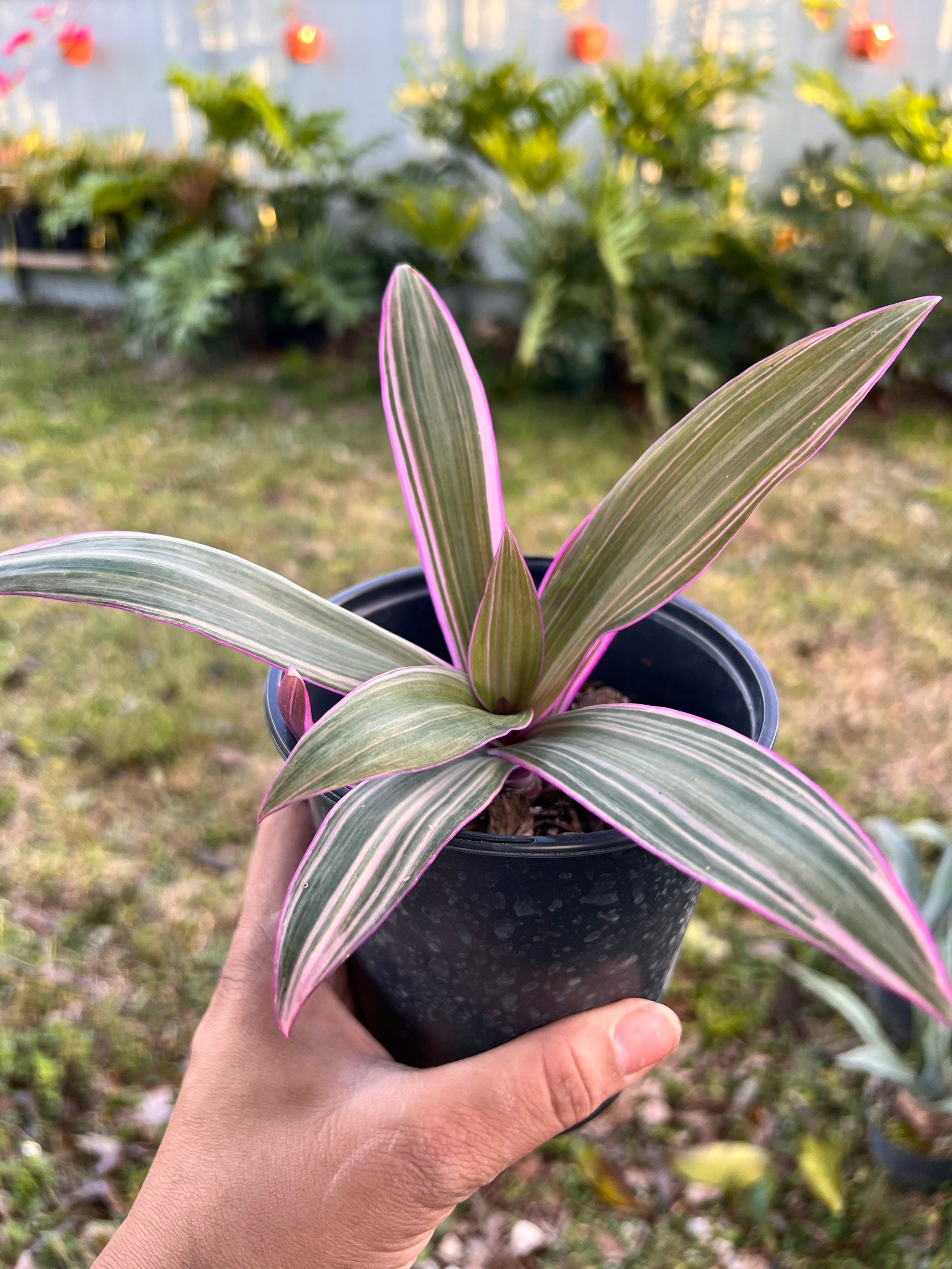 Variegated Dwarf Oyster Plant: Tradescantia Spathacea Tricolor