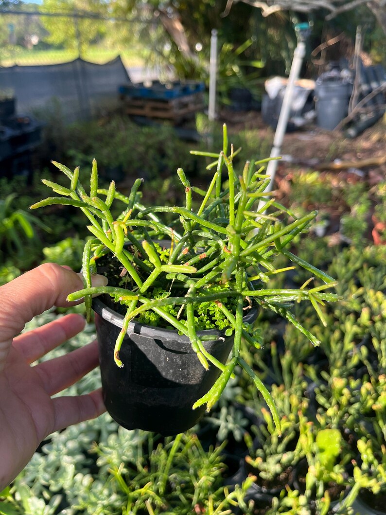 Hatiora salicornioides Dancing Bones Cactus - Thumbnail 3