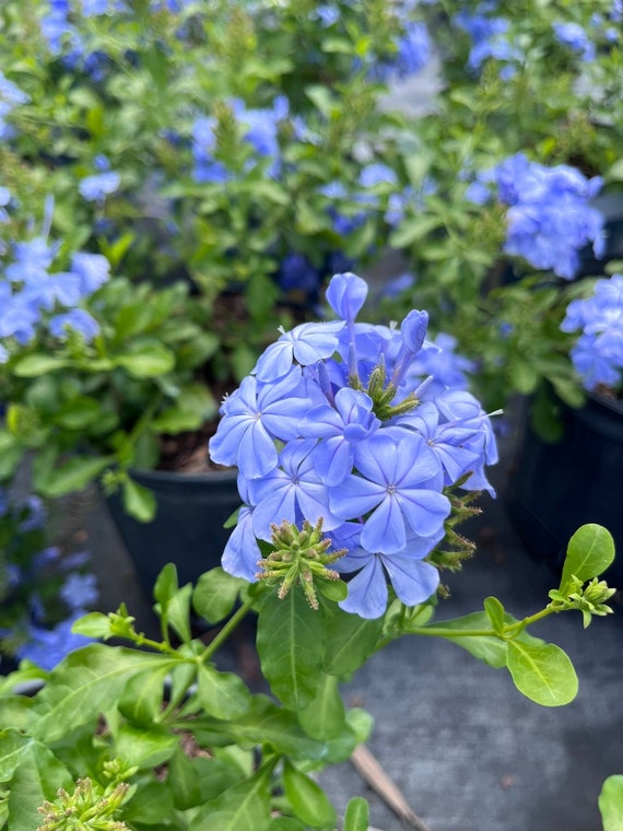 Blue Plumbago Plant Live  Sky Blue Flowering Shrub  Butterfly Friendly  Garden Plant  Tropical Landscape Plant  1 Gallon Potted Plant - Etsy