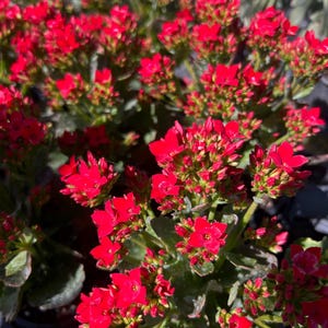 May include: Close-up of a vibrant plant with clusters of small, bright red flowers. The flowers are in full bloom, contrasting with the green foliage. The image captures the plant's natural beauty and texture, showcasing its fresh, lively appearance.