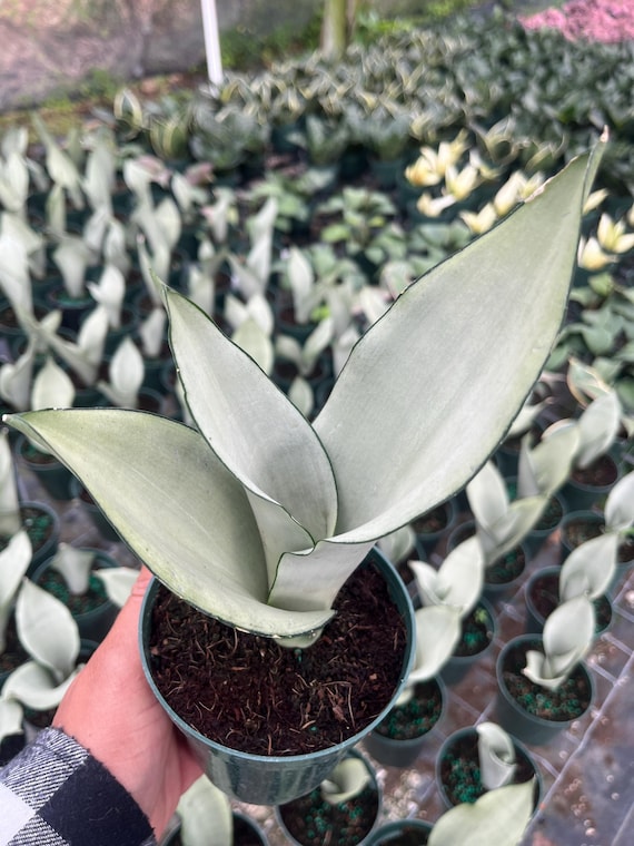 Moonshine Snake Plant – Rare Silvery Green Sansevieria | Easy Care Indoor Houseplant | Air Purifying & Low Light Succulent Plant Gift