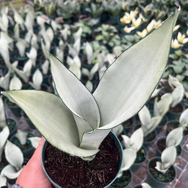 Moonshine Snake Plant – Rare Silvery Green Sansevieria | Easy Care Indoor Houseplant | Air Purifying & Low Light Succulent Plant Gift