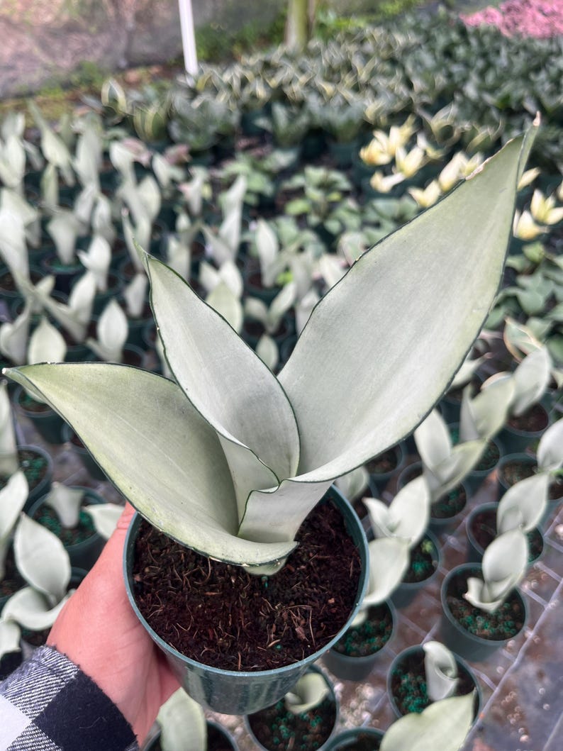 Moonshine Snake Plant – Rare Silvery Green Sansevieria | Easy Care Indoor Houseplant | Air Purifying & Low Light Succulent Plant Gift Bild 3