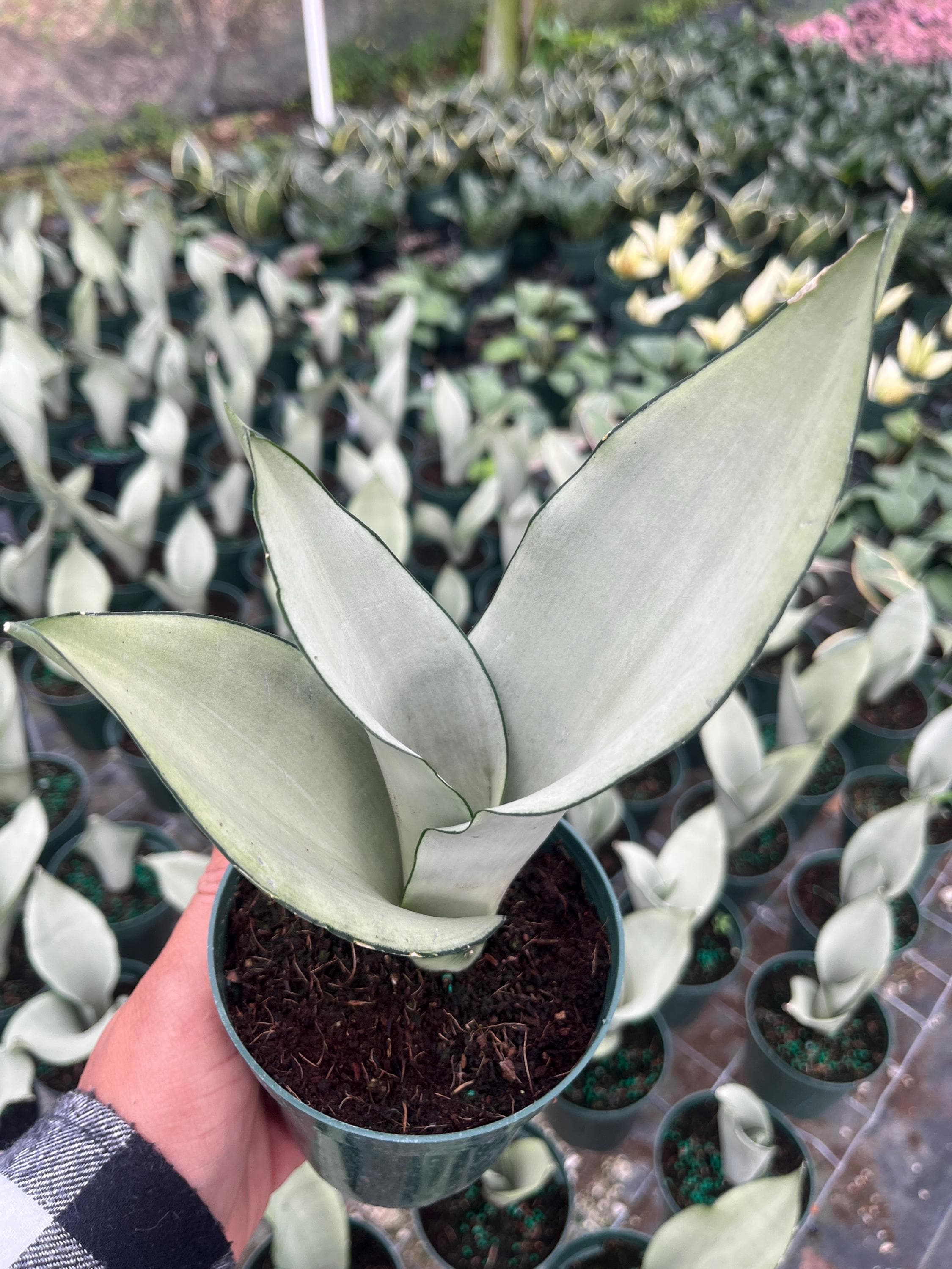 Moonshine Snake Plant – Sansevieria Moonshine – Rare Silvery Foliage – Easy Care Air Purifying Plant – Live Plant in 4” Pots