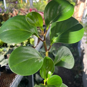 Peperomia green obtusifolia 3in pot Rubber Plant  Easy-to-Grow Live Plant House plant- pet friendly