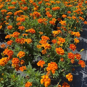 May include: A close-up view of a bed of orange marigold flowers in bloom. The flowers are in various stages of bloom, with some fully open and others still in bud. The flowers are surrounded by green leaves.