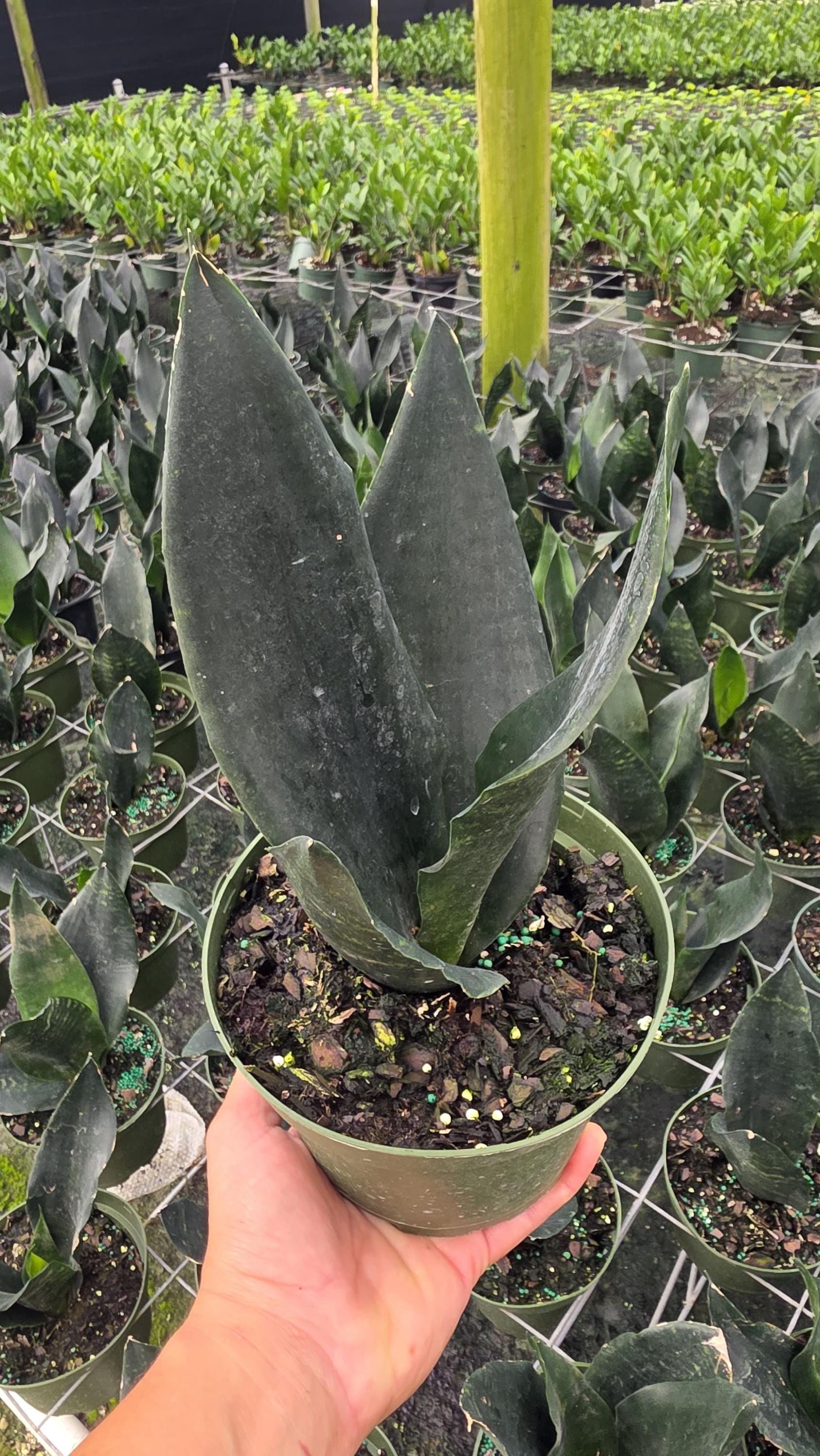 Black Dragon Sansevieria | Rare Snake Plant | Dark Foliage Indoor Plant |  Low Light Houseplant - Etsy