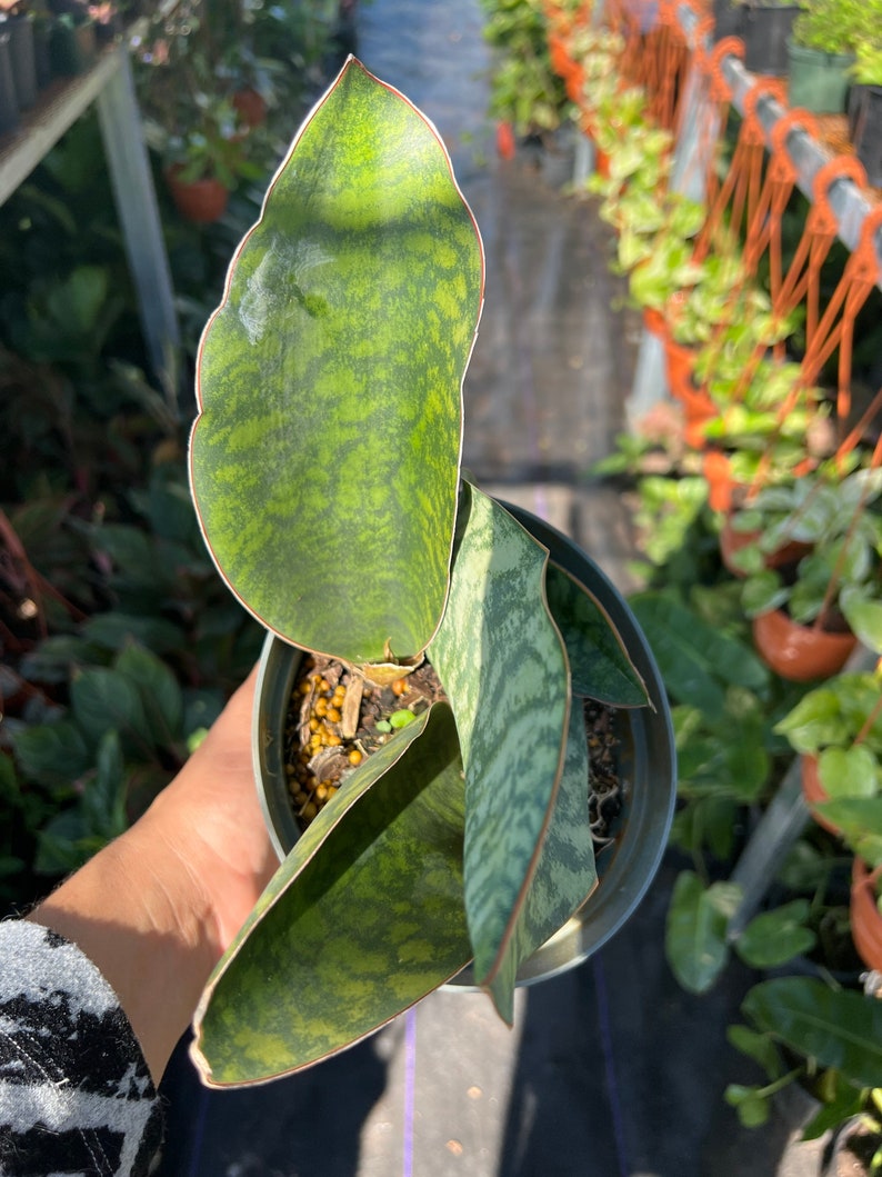 Whale Fin Sansevieria Plant - Dracaena Masoniana - Thumbnail 4