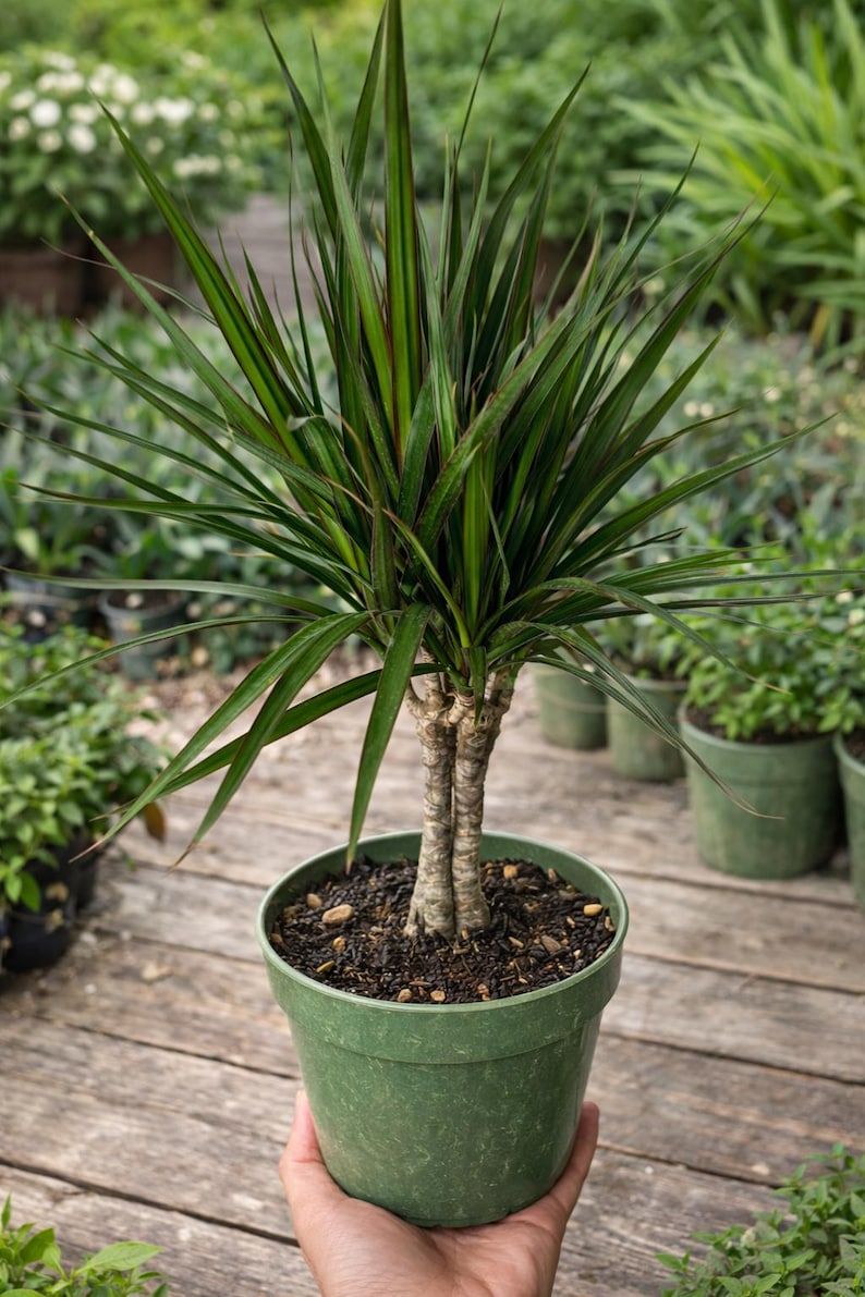 Dracaena Marginata Live Plant