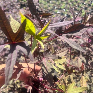 Puede incluir: Primer plano de una planta con hojas de color púrpura oscuro y tallos rojos. Algunas hojas son de color verde brillante. La planta está en un jardín, con otras plantas visibles en el fondo.