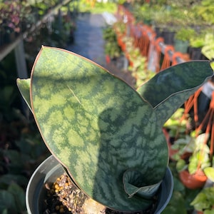 Whale’s fin Sansevieria- Dracaena Masoniana, snake plant. 6 in pot full Plant 2 leaves or more