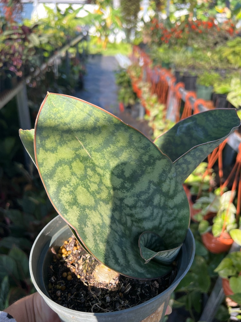 Whale Fin Sansevieria Plant - Dracaena Masoniana - Thumbnail 2