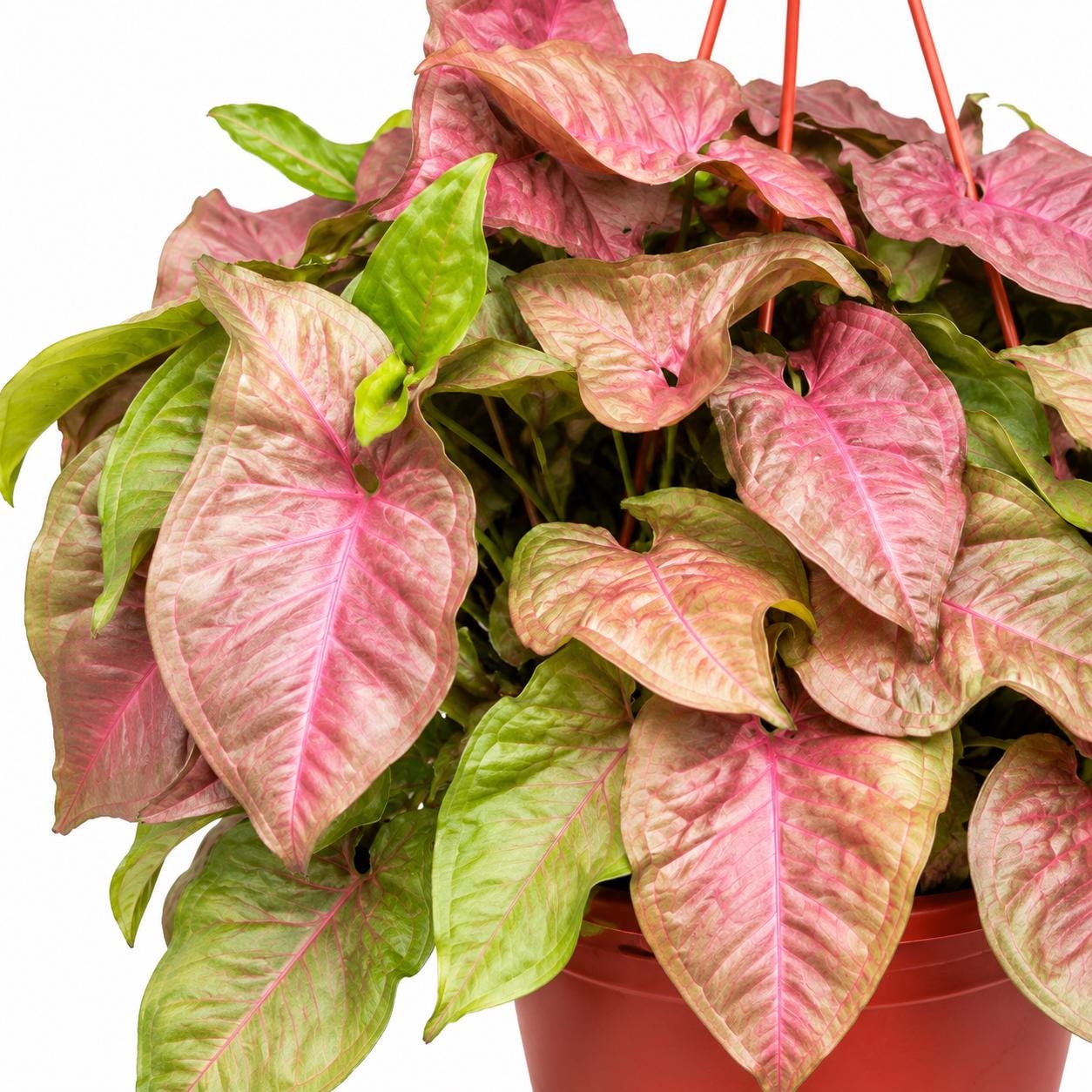 Syngonium Strawberry Cream Hanging Basket | Goosefoot Plant | Pink