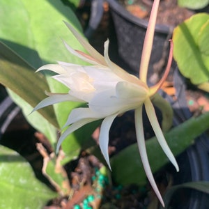 Epiphyllum Oxypetalum – Queen of the Night Cactus – Night-Blooming Cereus – Fragrant Nocturnal Blooms – Easy Care Epiphytic Plant for Bright