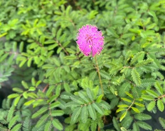 Sunshine Mimosa Live Plant | Mimosa Strigillosa Groundcover | Pink Puff Flower | Florida Native Lawn Alternative | Pollinator Friendly 6inch