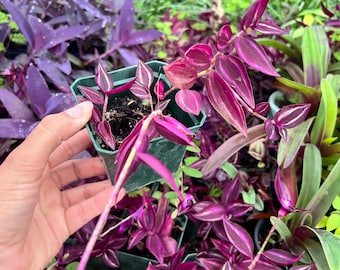 Purple Wandering Jew, tradescantia zebrina-Houseplant Interior plant