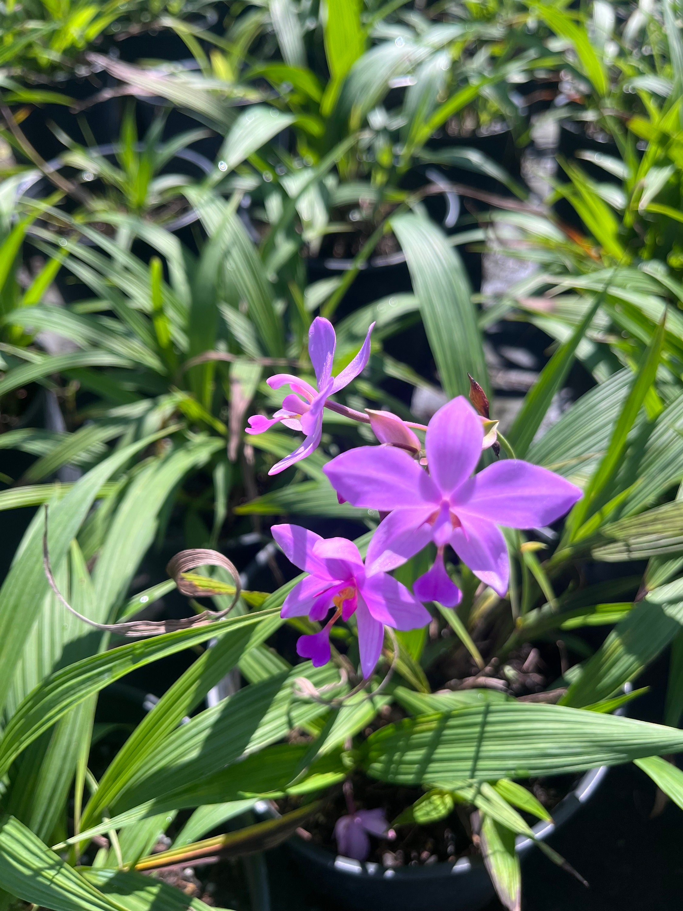 Exquisite Purple Ground Orchid (Spathoglottis plicata)  Live Plant for  Home and Garden