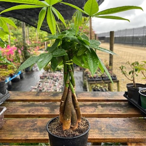 May include: A braided trunk money tree plant with green leaves in a black pot. The plant is sitting on a wooden table.