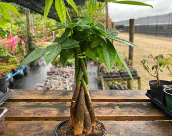 May include: A braided trunk money tree plant with green leaves in a black pot. The plant is sitting on a wooden table.