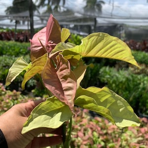 Puede incluir: Primer plano de una planta tropical de interior rosa y verde con hojas grandes en forma de corazón. La planta se sostiene en una mano y las hojas están ligeramente rizadas.