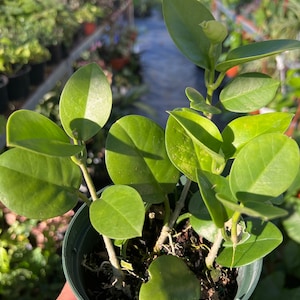 Hoya australis – Wax Plant – Easy-Care Trailing Houseplant with Fragrant Flowers
