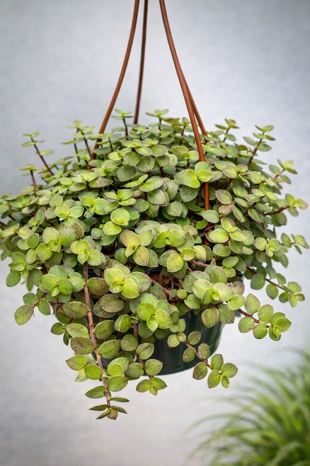 Bolivian Wandering Jew/ Hanging Basket Callisia Repens/spiderwort