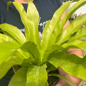 antler philodendron Platycerium Superbum -Giant staghorn fern  Plant Studio