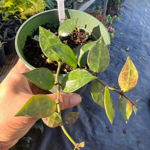 Hoya Lacunosa var. Plant 3 in pot image 4